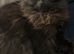 Male kittens