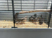 7x Chinese painted button quail