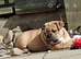 English bulldog puppy ready to go now