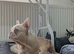 French bulldog puppies/DNA health tested parents
