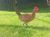 Oxford game hens Shamo cross cock