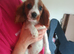 King Charles Spaniels.