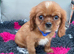 Cavalier King Charles spaniel