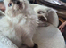 2 Beautiful GCCF & TICA Ragdoll Kittens Left