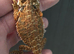 Stunning Red Monster Bearded Het / Hypos