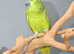 Baby Blue fronted Amazon talking parrots,17