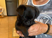 Female short coat Brussels Griffon