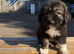 1 stunning Caucasian puppy left. Boy ready to leave