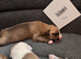 2nd gen bull greyhound pups
