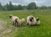Friendly Valais X