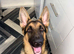 German shepherd pup for sale
