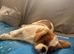 King Charles cavalier