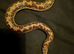 Kenyan Sand Boas