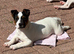 Future Jack Russell stud dog