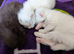 Kittens need new homes