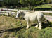 9 months exceptional blagdon  colt show ring quality