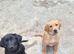 Labrodor retriever kc girl 3 month NOW SOLD