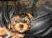 Yorkshire Terrier cute puppies