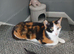 1 female kitten looking for her new forever home