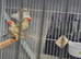 Pair of Star finches