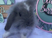 Mini lion lop boys