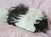 Sows available