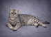 Health tested BSH kitten last boy