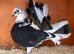 Black and white Pied Indian Fantail