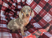 Miniature dachshund (last one)