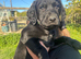 Springador Puppies