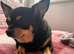 1 male chihuahua puppies