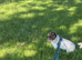 MAXI HANDSOME JACK RUSSELL AVAILABLE FOR STUD