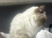 Handsome Full Pedigree Ragdoll Boy