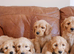 Stunning Health Tested Miniature Goldendoodle Puppies