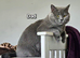 British shorthair kittens