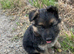 German shepherd puppies