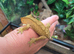 For sale lovely tempament crested gecko