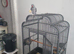 Beautiful male grayish ringneck talking parrot