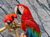 Stunning HandReared Hand Tame Talking Greenwing Parrot.