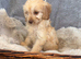 Beautiful F1 Cavapoo Puppies