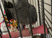 Friendly African grey