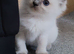 Ragdoll kittens