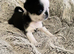 Beautiful pug puppies