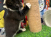 VERY LOVING MALE KITTEN READY NOW