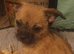 Tiny adorable mischievous puppies