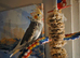 12 weeks old male cockatiel