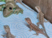 Baby hypo trans bearded dragons