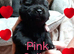 6 KC Registered Chow Chow Puppies