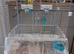 Tame budgies