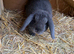 Breeding trio mini lop rabbits